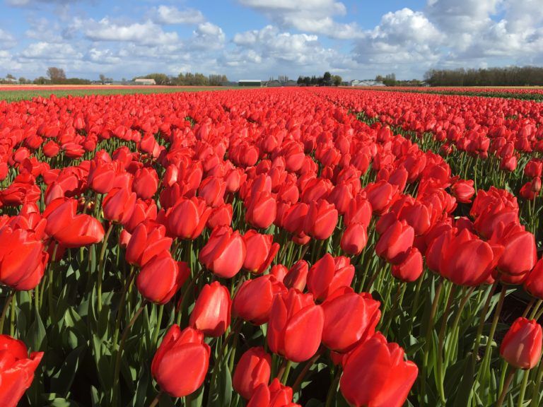 Tulipanes en Holanda – Los maravillosos Jardines de Keukenhof