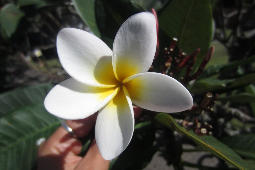 plumeria, la flor tipica de hawaii
