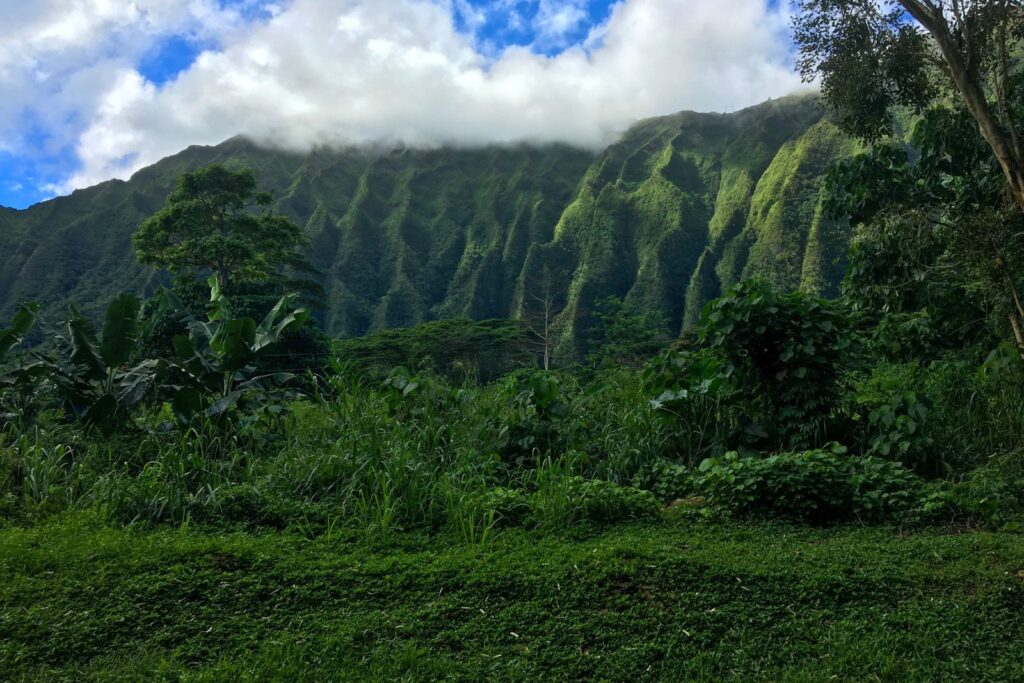 Un dato curioso de Hawaii es que fue escenario de muchas peliculas.