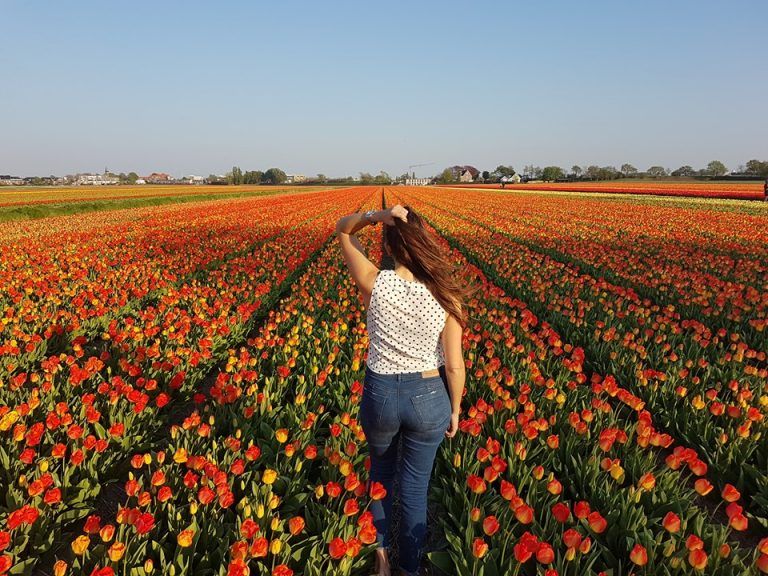 campos de tulipanes en holanda