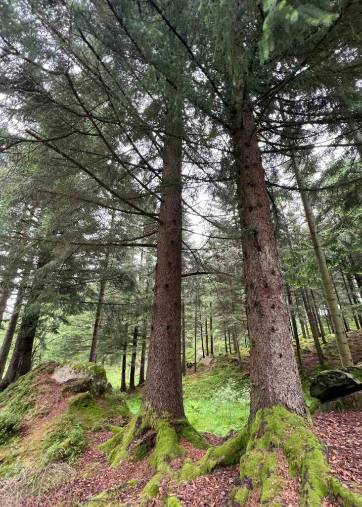El bosque que hay que bordear para subir a floyen, uno de los mejores lugares que ver en bergen