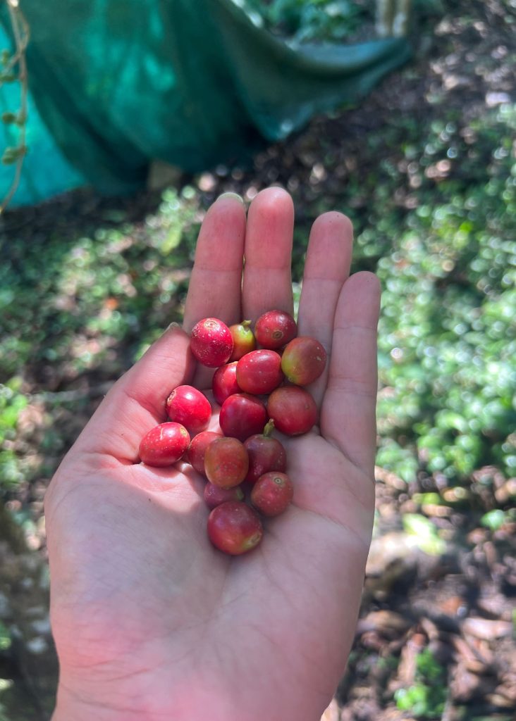 recolectando café en una granja familiar como una parada en la caminata salkantay