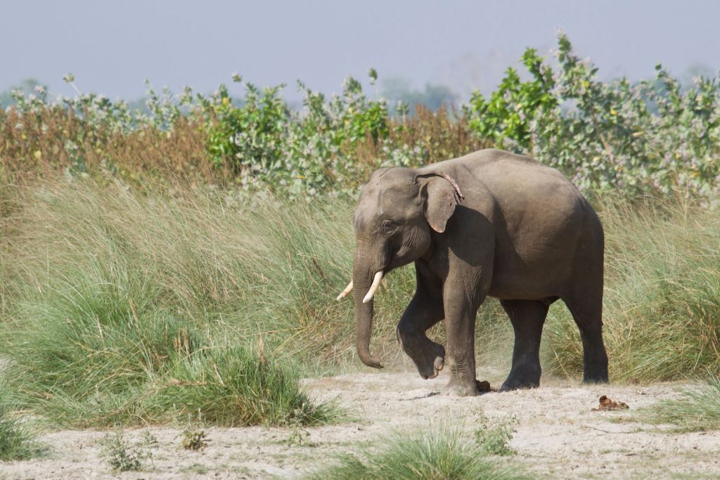 un elefante en bardia, uno de los lugares imperdibles de nepal