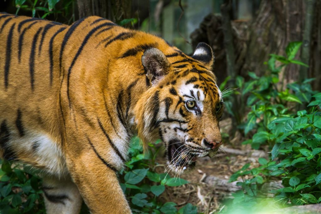 un tigre de bengala en chitwan, uno de los lugares que visitar en nepal