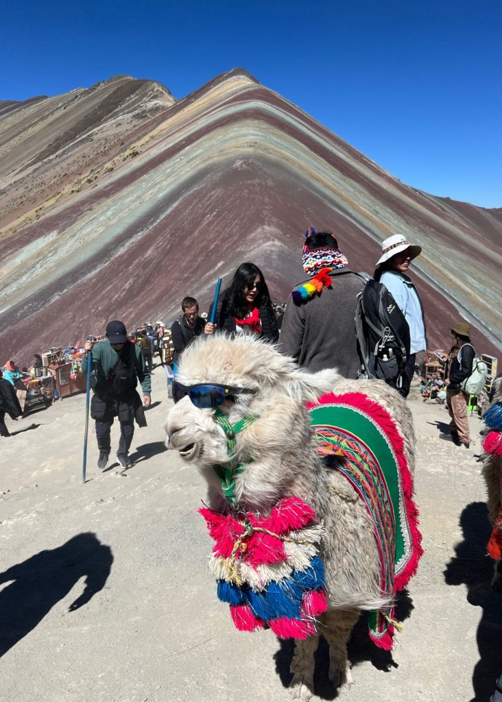 una alpaca posando para la foto en la montaña arcoiris