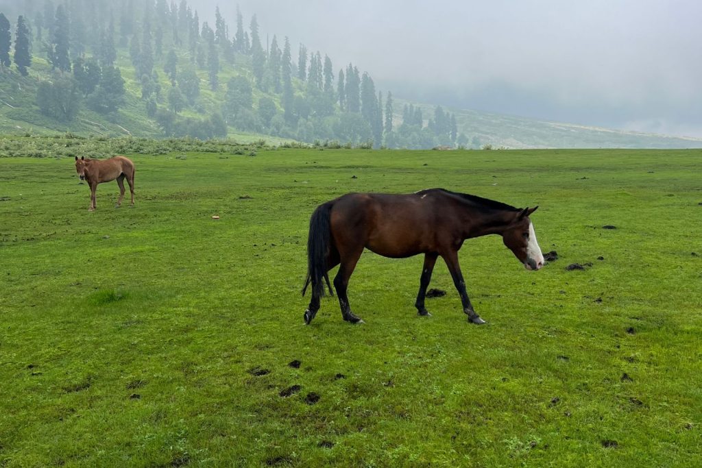 gulmarg, una de las cosas que ver en srinagar