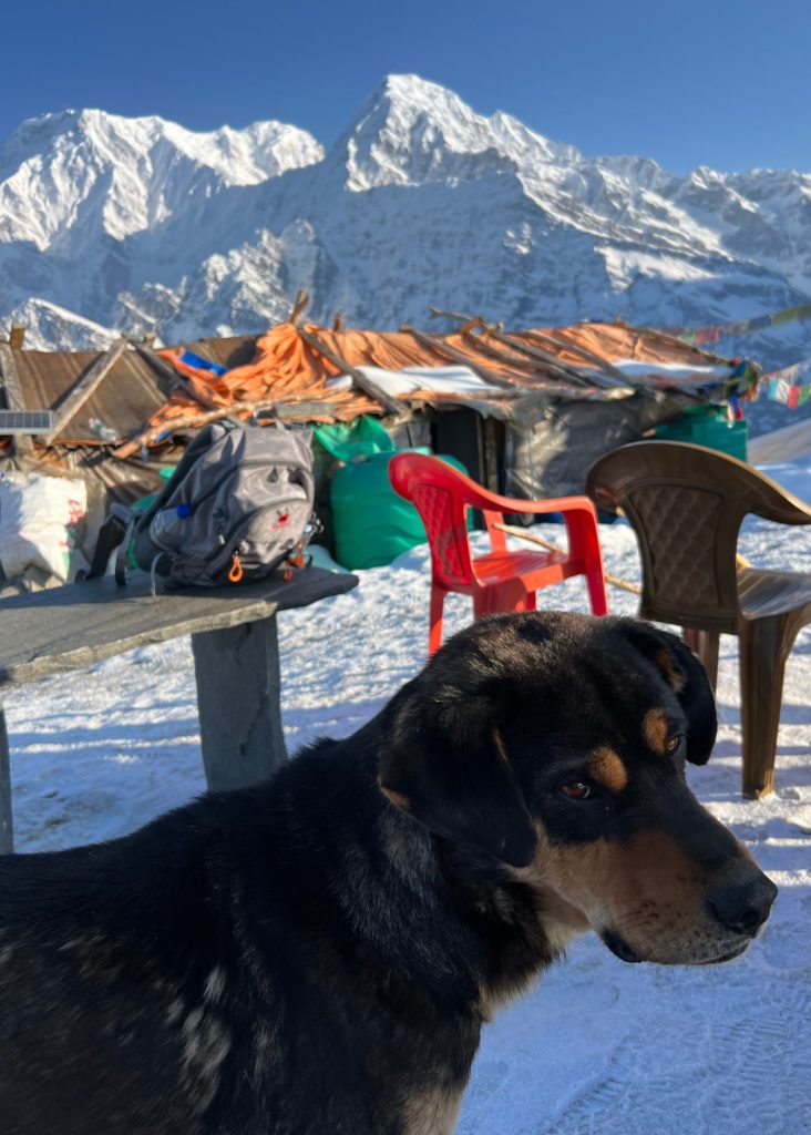 perro en la cima de mardi himal