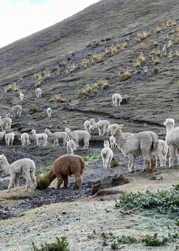 alpacas en la montaña de peru