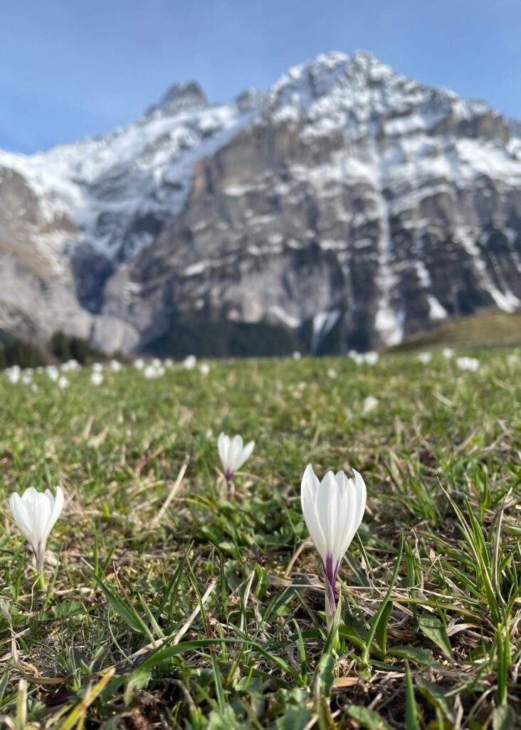 Paisajes de Grindelwald Suiza