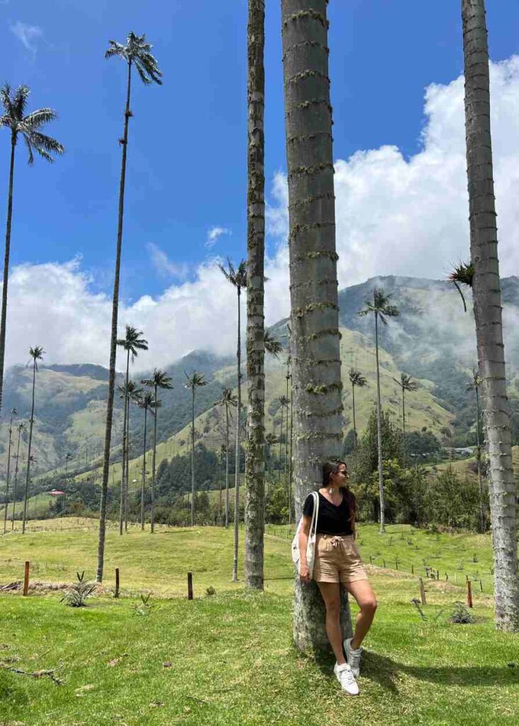 el bosque de palma en el valle de cocora