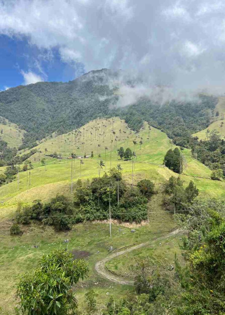 el bosque de palmeras en el valle de cocora