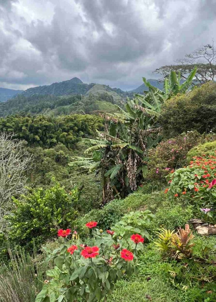 plantaciones de bananas una de las cosas más lindas que ver en jardín 