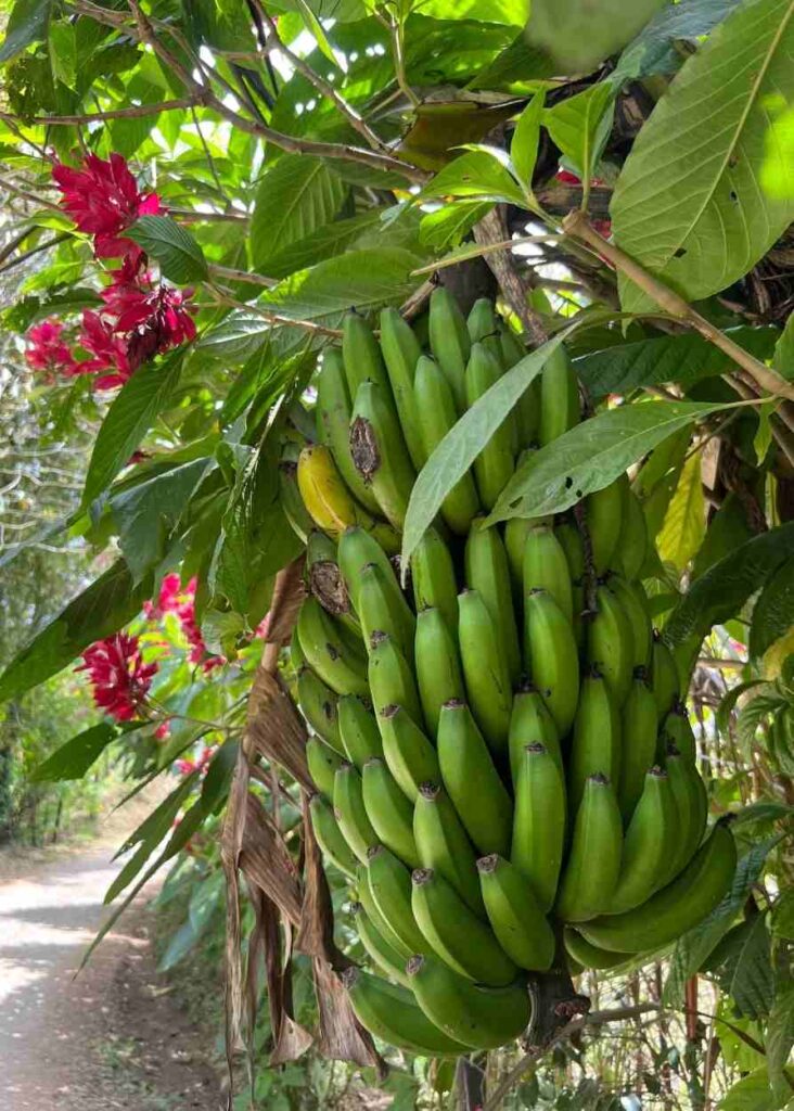 plantaciones de bananas una de las cosas más lindas que ver en jardín 