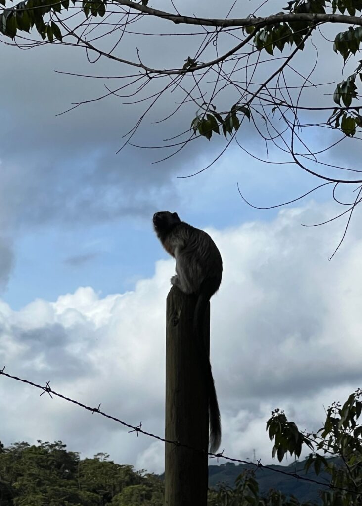 los monos titi en san rafael