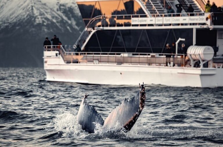excursiones de ballenas tromso