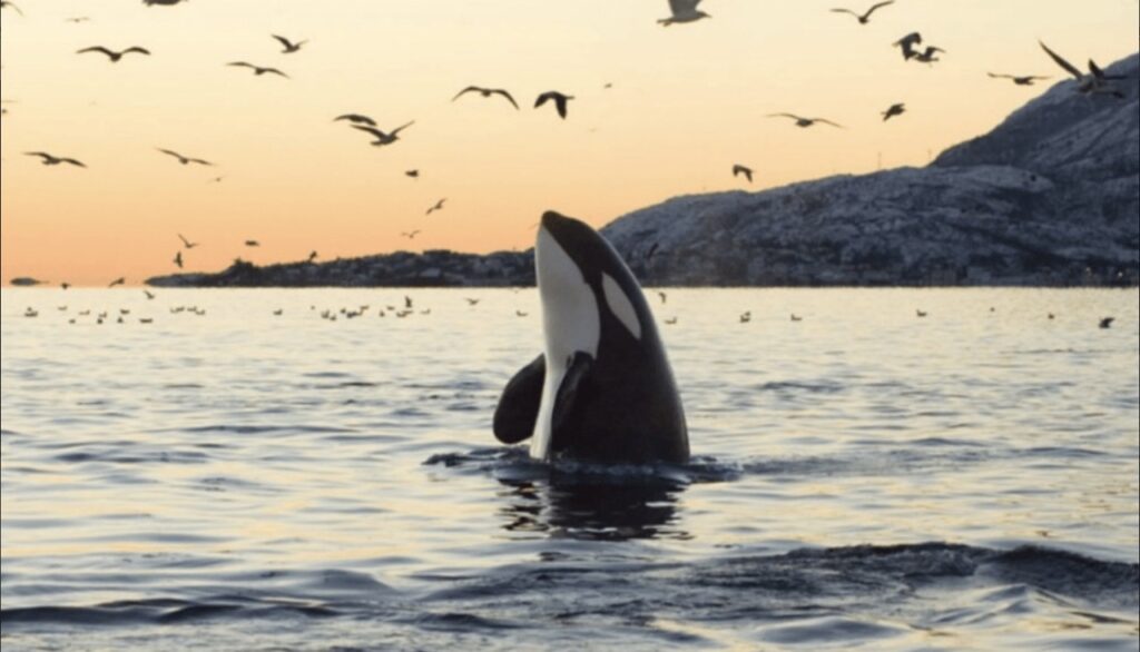 tours para ver ballenas en tromso en invierno