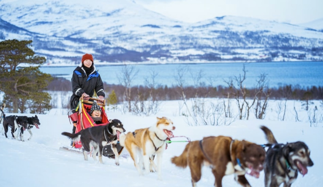 trineo tirado por perros en tromso, una actividad imperdible