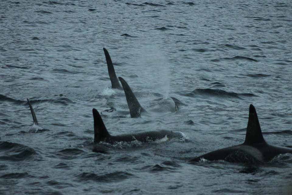 excursiones para ver ballenas en tromso