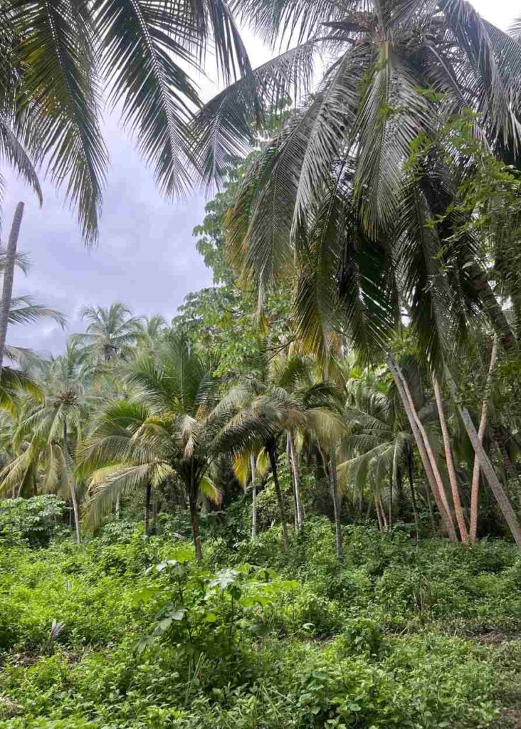 la selva tropical del parque tayrona