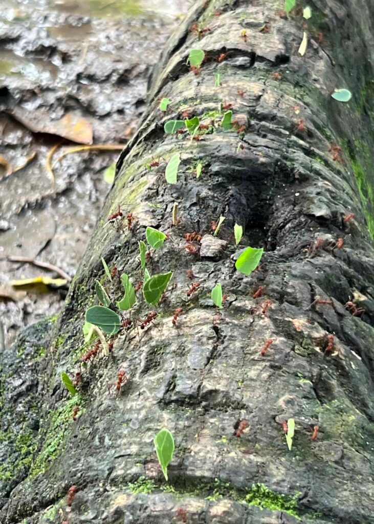 las hormigas en el sendero del parque tayrona