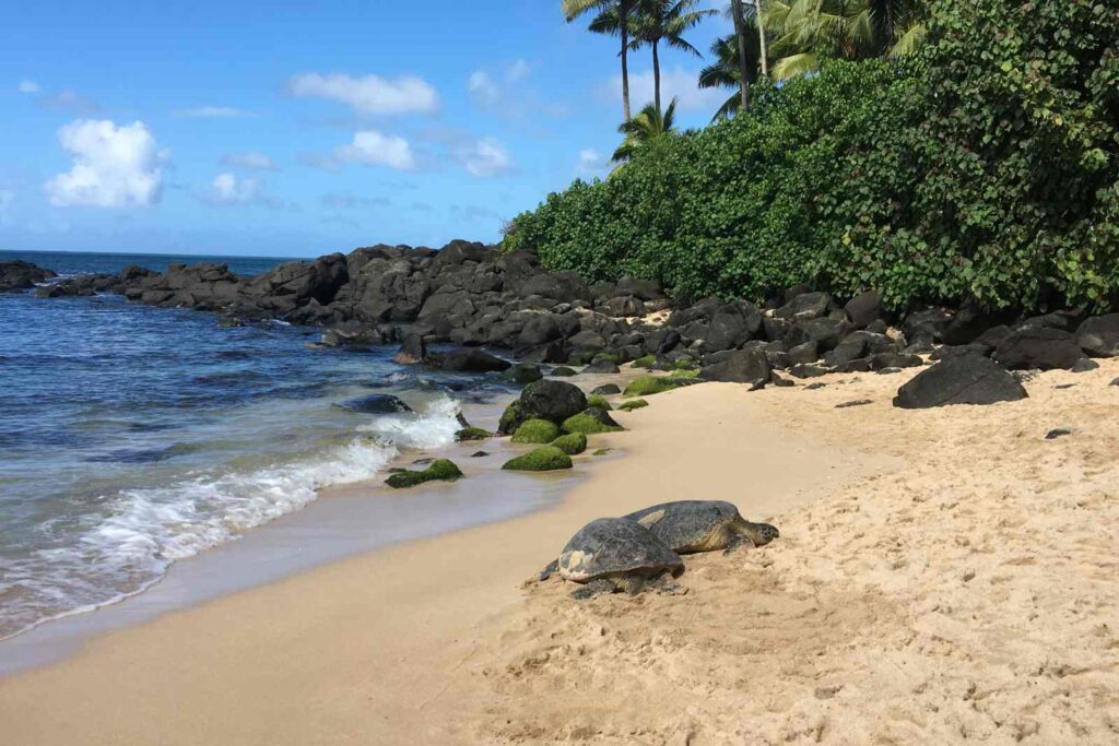 tortugas en el north shore de oahu, una de las mejores islas que visitar en hawaii