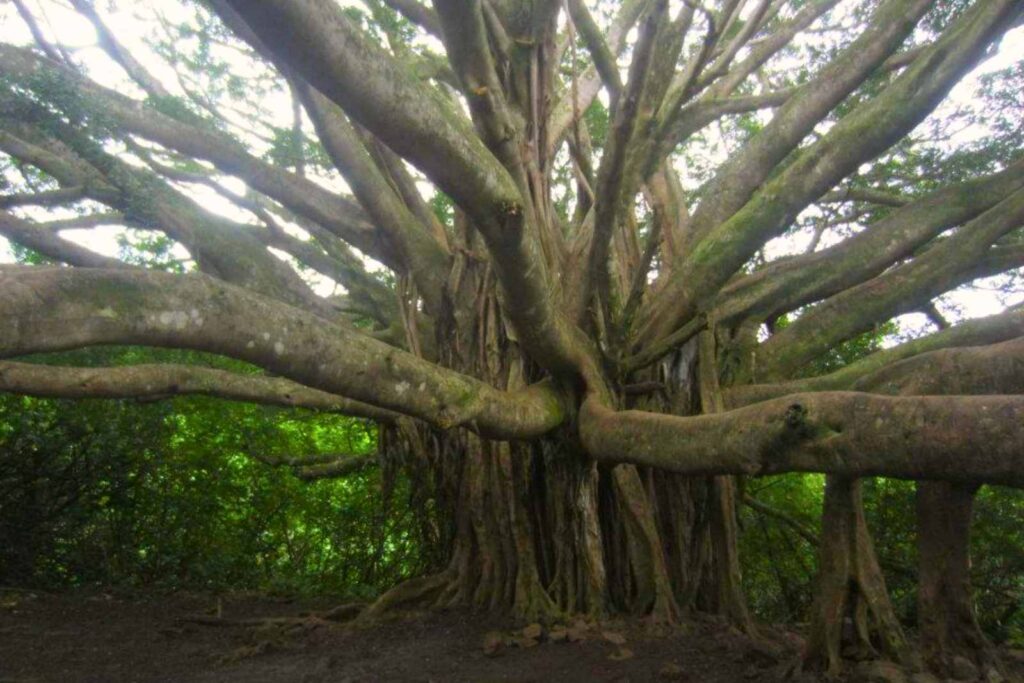 un Banyan tree, típico de hawaii, especialmente de Maui