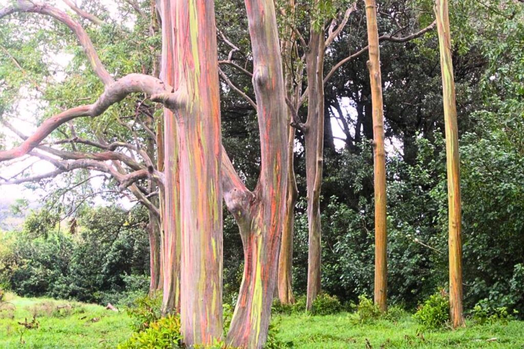 eucaliptus arcoiris un arbol precioso en maui hawaii