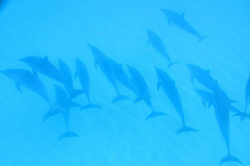 Nadando con delfines salvajes en Oahu