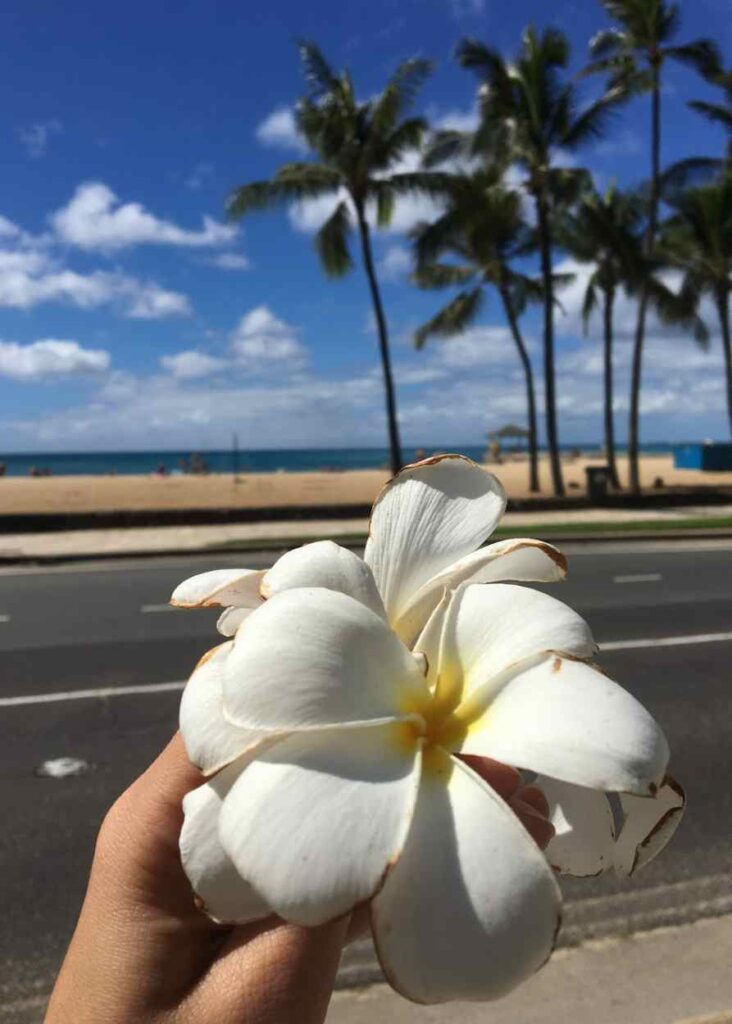 plumeria