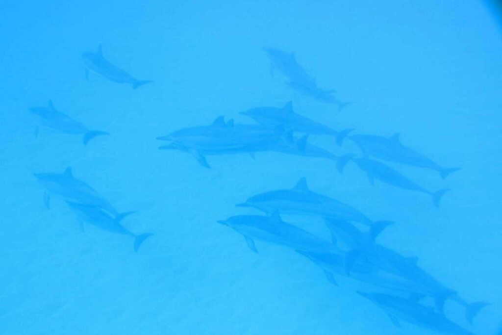 Nadando con delfines salvajes en Oahu