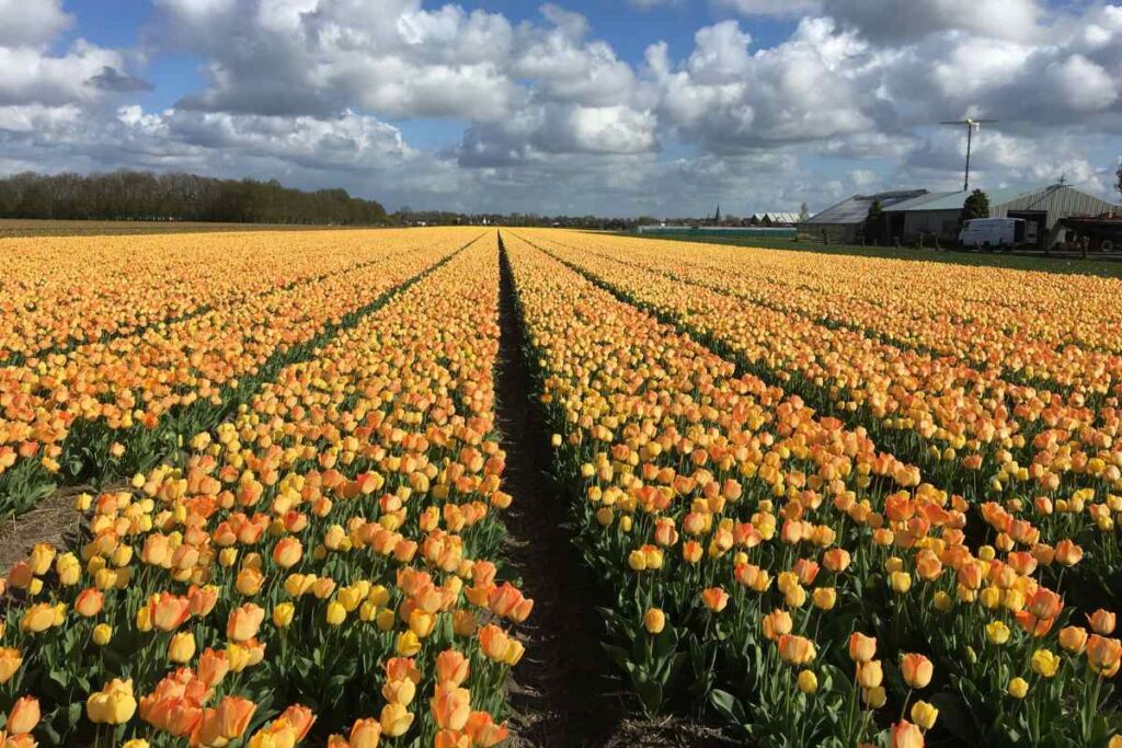 campos de tulipanes en holanda