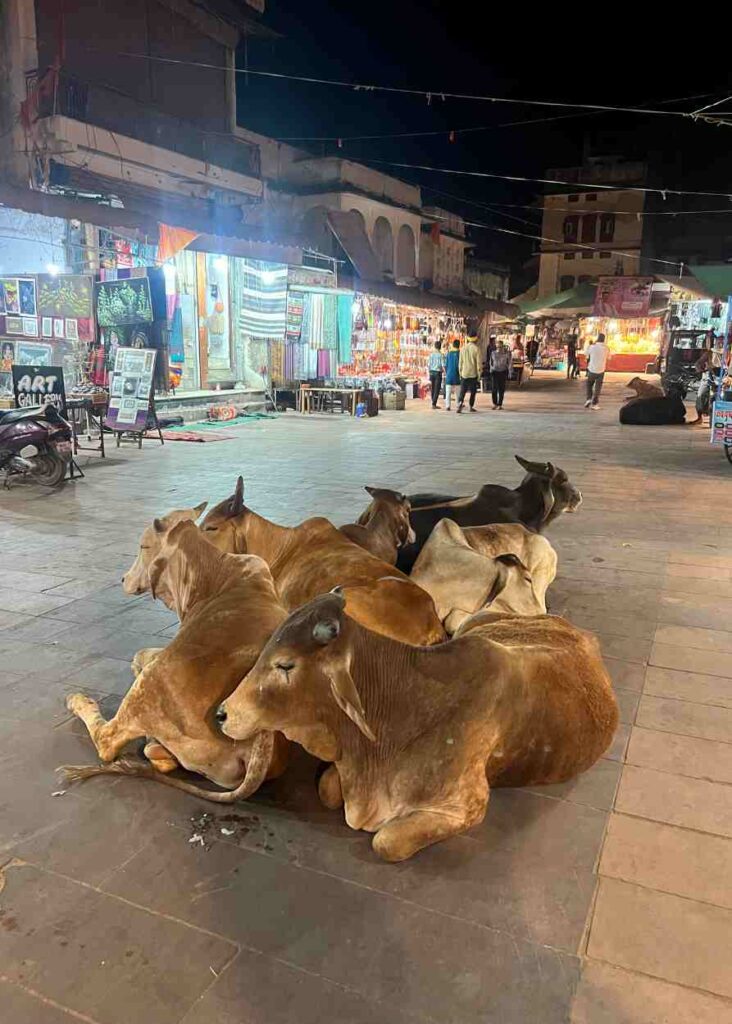 Las vacas de Pushkar