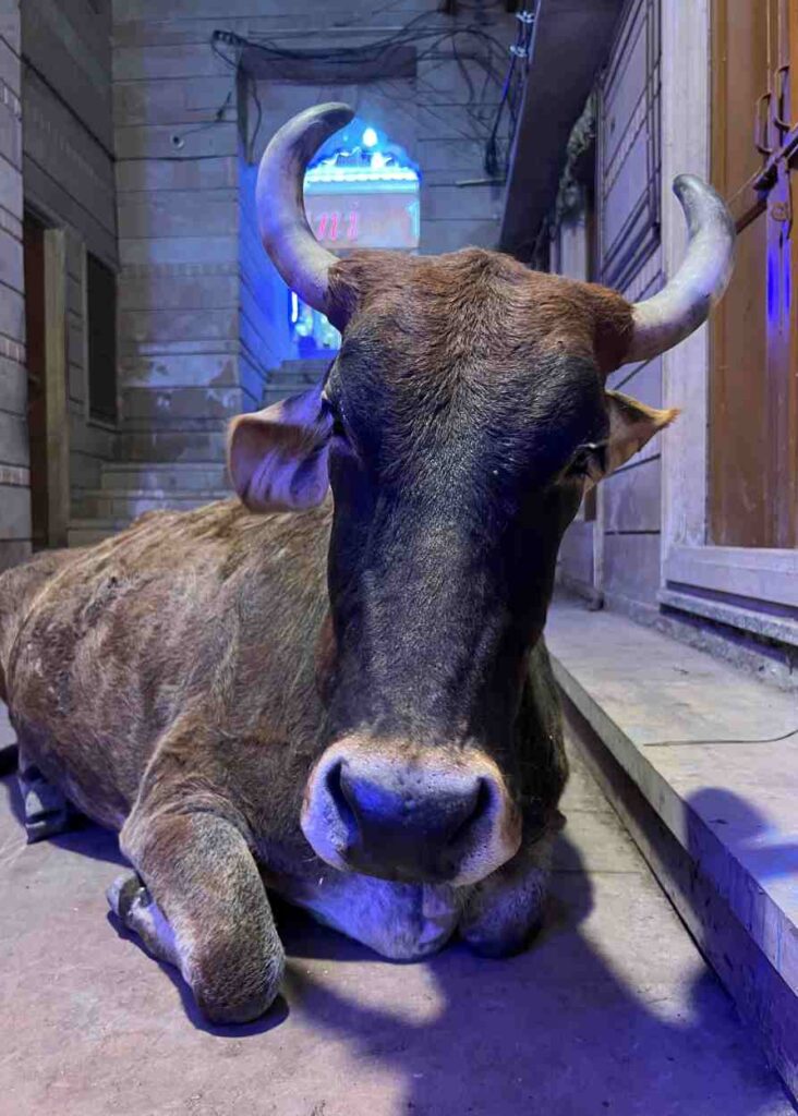 Una vaca. Vacas por doquier vas a ver en Pushkar