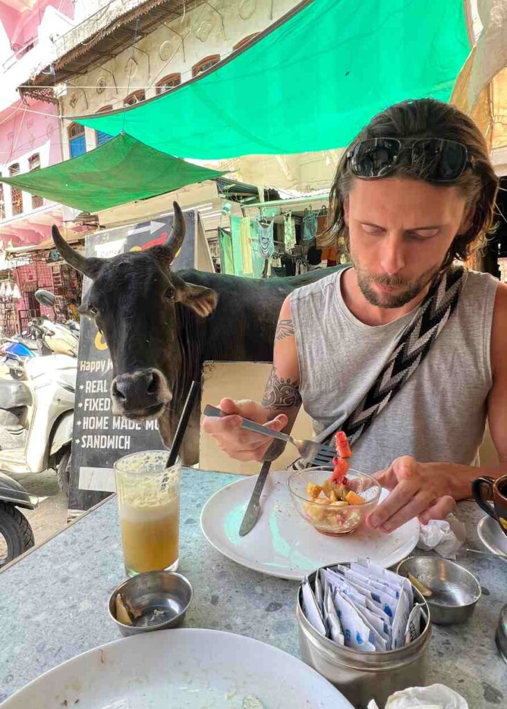 Una vaca queriendo comer el desayuno de mi pareja