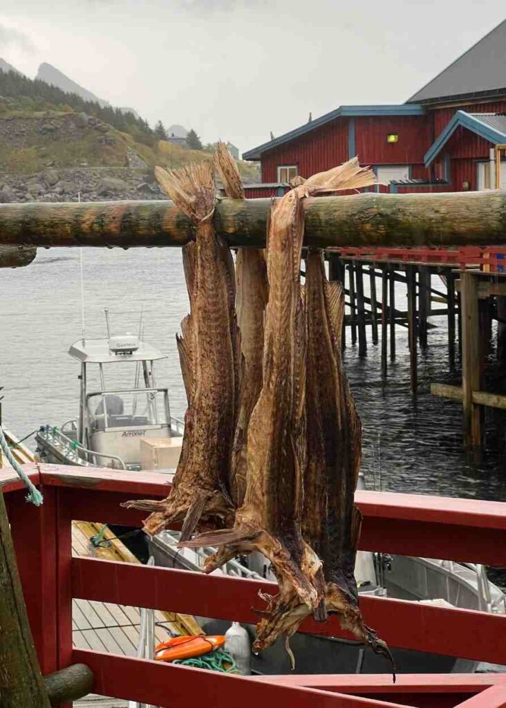bacalao secándose en A, Lofoten