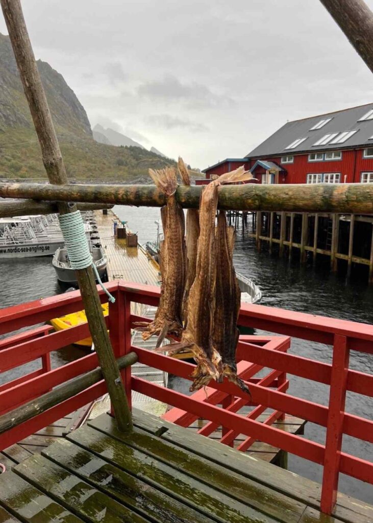 bacalao secándose en A, Lofoten