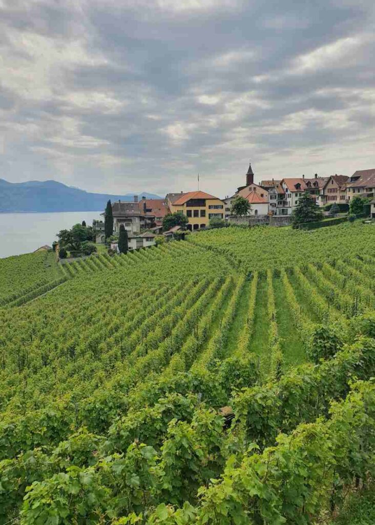 Los viñedos de lavaux