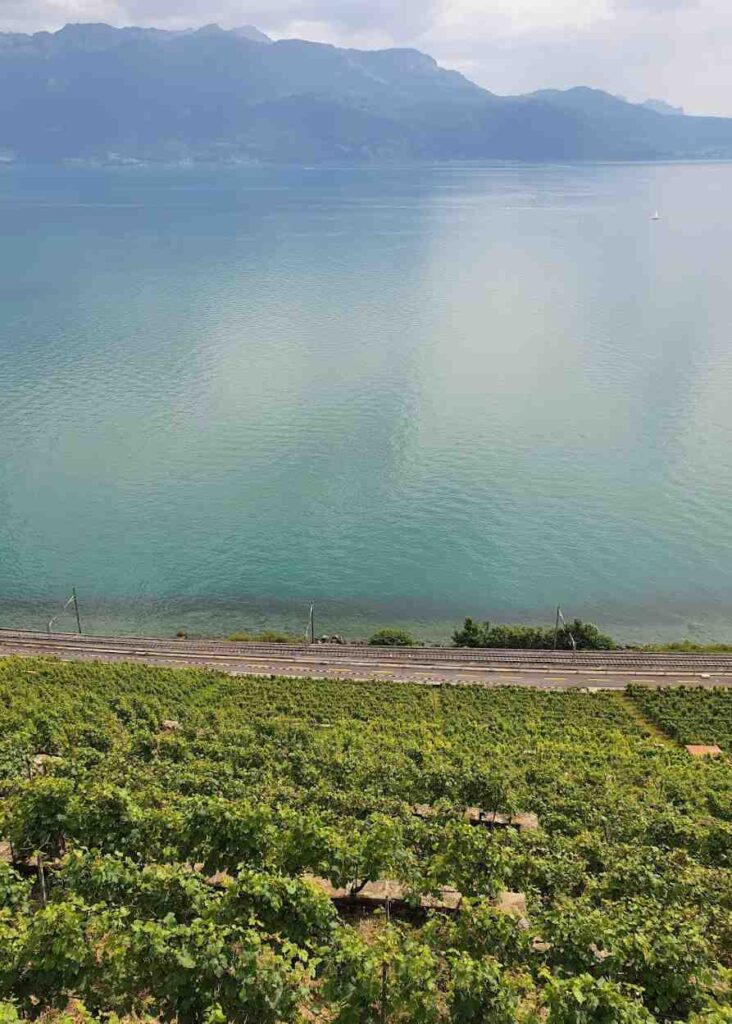 el lago lemán y los viñedos camino a espessen