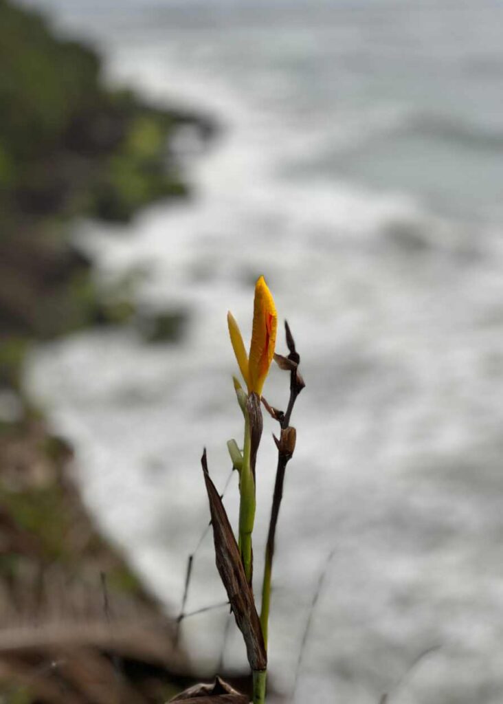 Una flor en el acantilado de Varkala