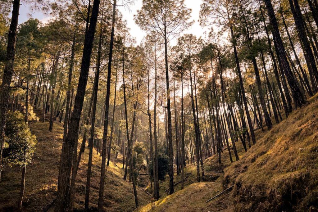 un bosque increíble en los Himalayas cerca de Nainital