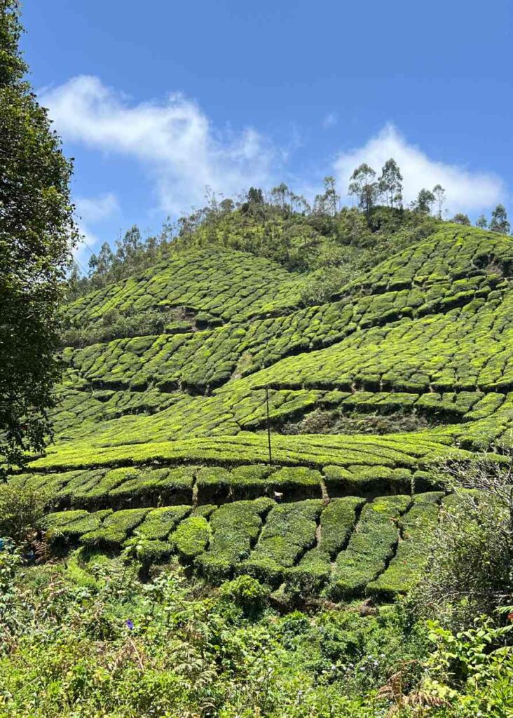 Los campos de te interminables de Munnar