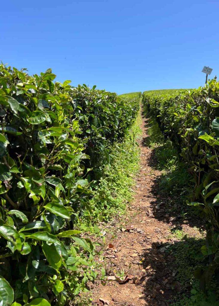 caminando entre plantaciones de té en Munnar