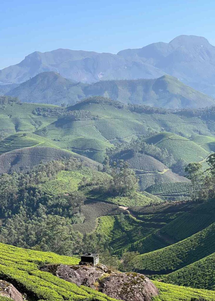 Montañas y campos de té, lugares alucinantes que ver en Munnar