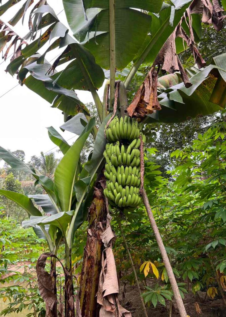 bananero en mi hotel en Munnar