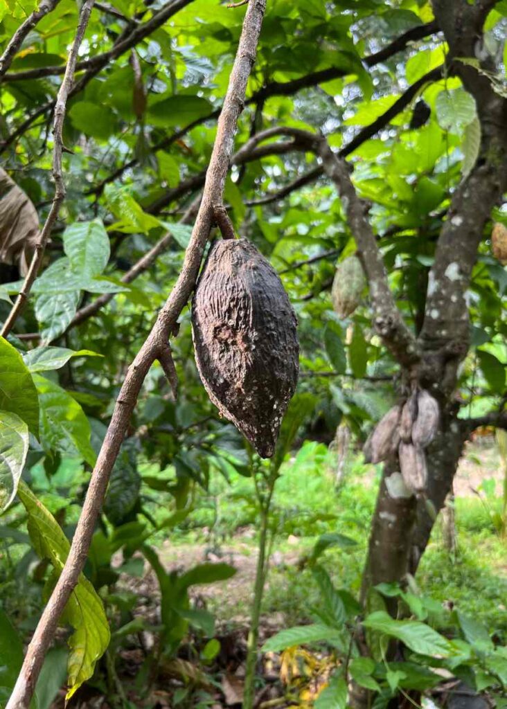 Arbol de cacao en mi hotel en munnar
