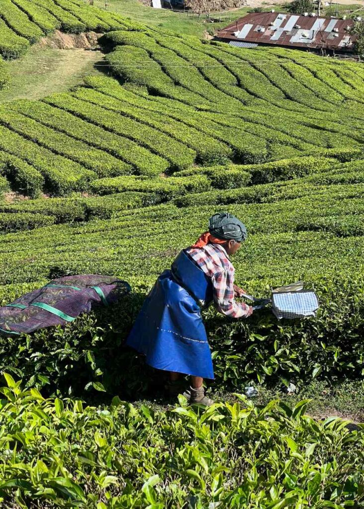 Una señora trabajando en los campos de té en Munnar Kerala