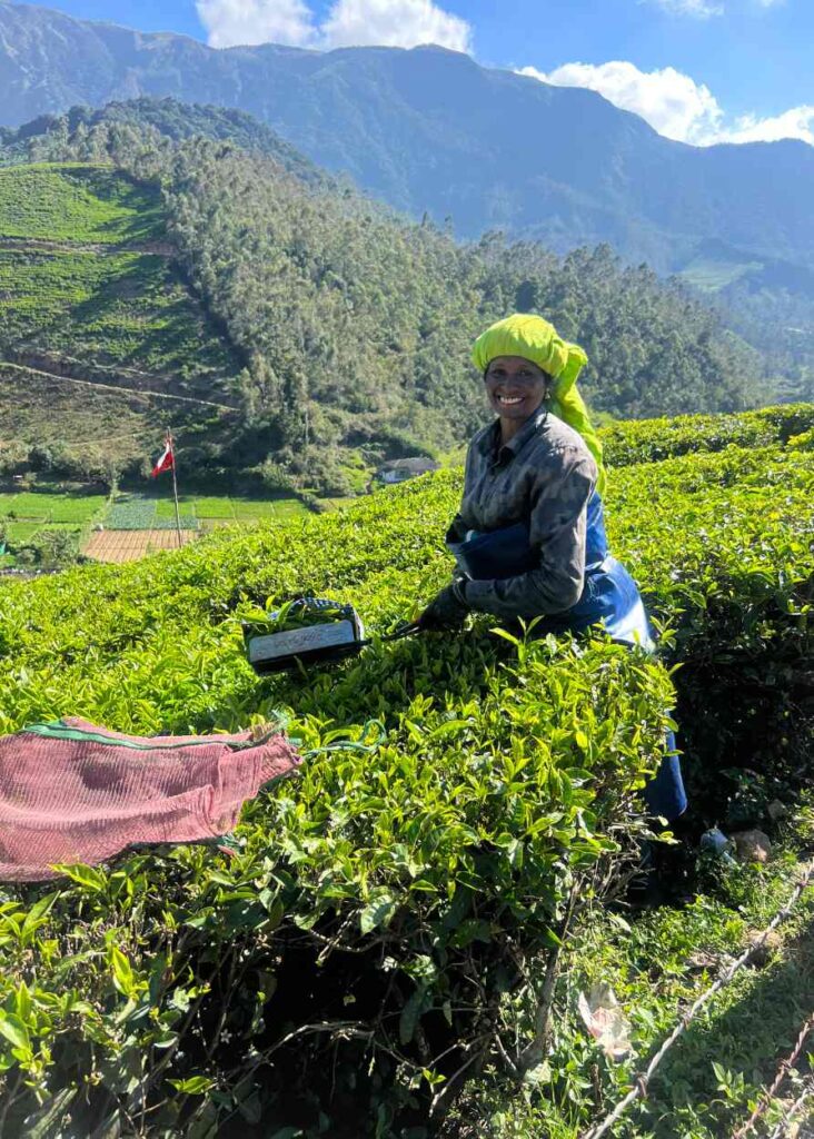 Una señora trabajando en los campos de té en Munnar Kerala