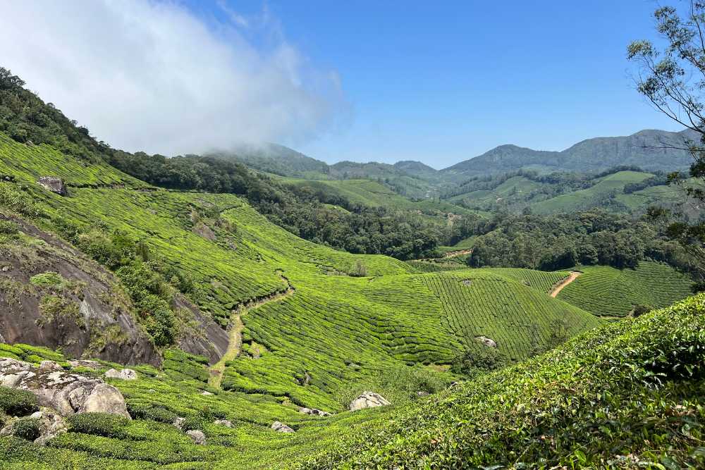paisaje de Munnar KERALA