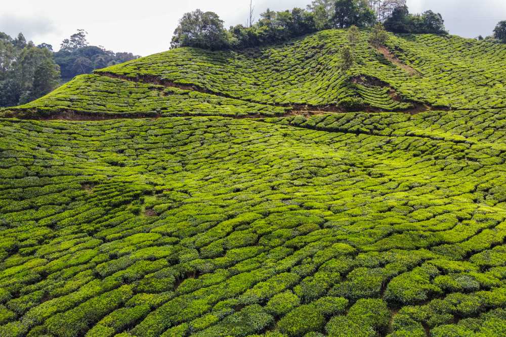 campos de te en munnar