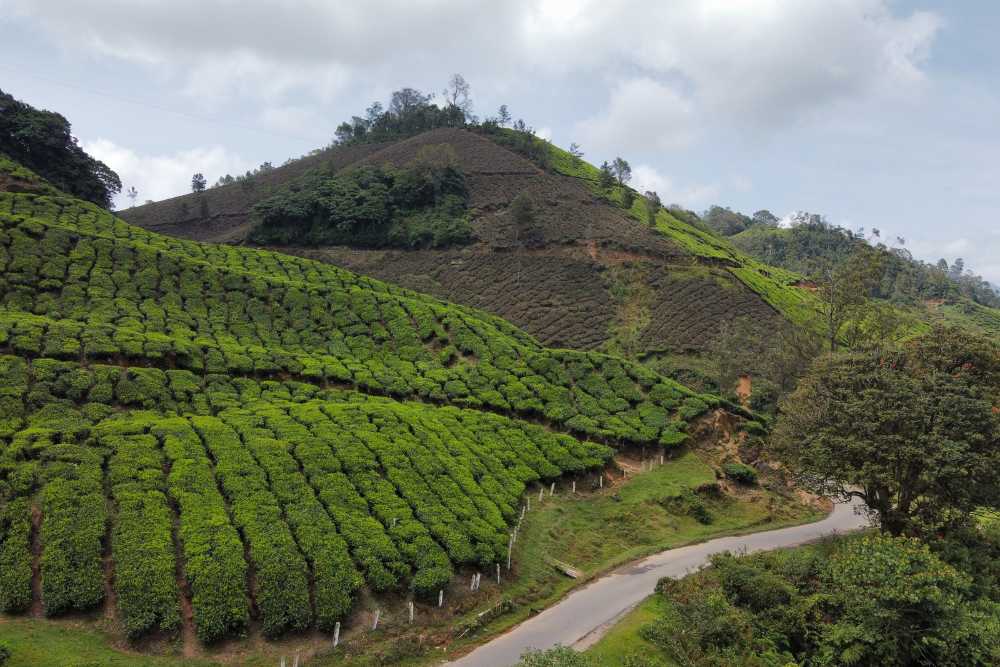 campos de te